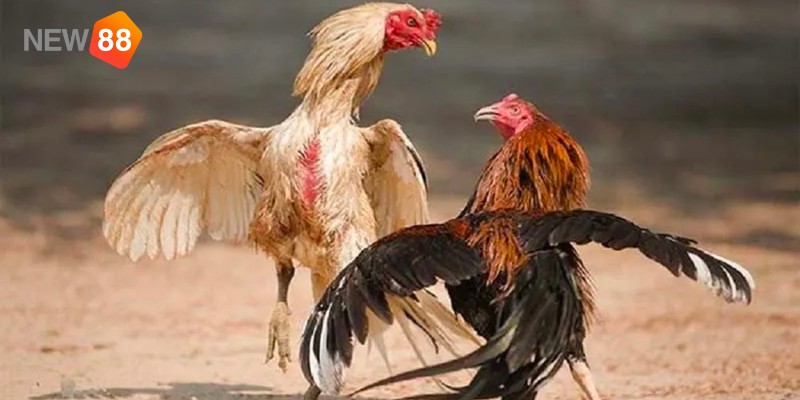 Kinh nghiệm cá cược đá gà trực tuyến luôn thắng từ cao thủ NEW88 Kinh nghiệm cá cược đá gà trực tuyến luôn thắng từ cao thủ NEW88